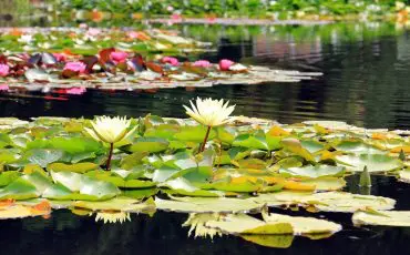 2 white lotus flowers