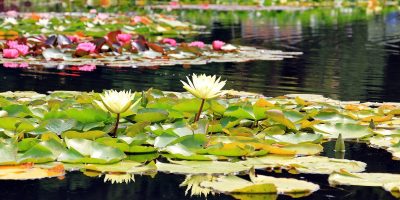 2 white lotus flowers