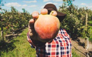 Czy kombajn do jabłek jest dobrą inwestycją dla producentów owoców na dużą skalę?