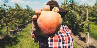 Czy kombajn do jabłek jest dobrą inwestycją dla producentów owoców na dużą skalę?